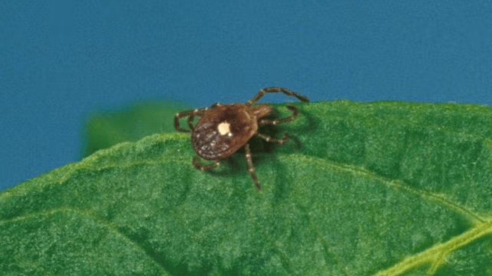 Missouri Faces Surge in Tick Borne Alpha-Gal Syndrome: Health Officials Urge Vigilance