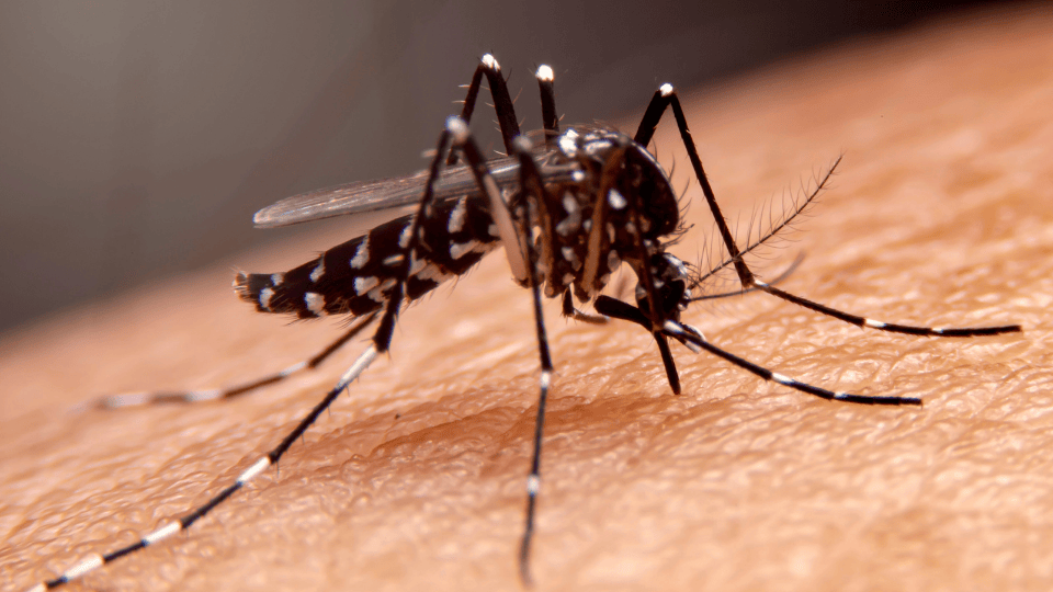 Farmington Puts Mosquito Control Program on Hold